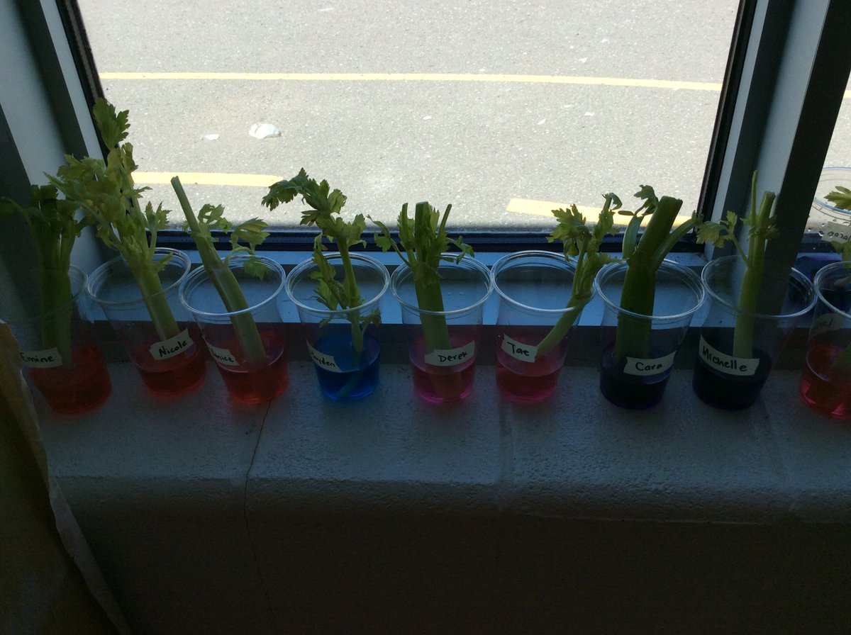 KinderR134's tweet photo. We are learning about how water moves up a plant.@BeckettFarmPS https://t.co/PKTn0O8RxU