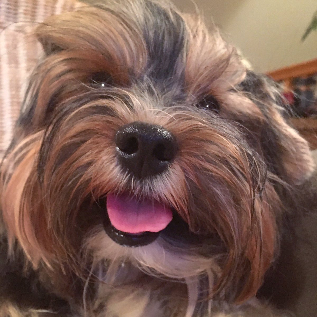 Perfecting the art of the selfie, one day at a time....😝😆 #dog #selfie