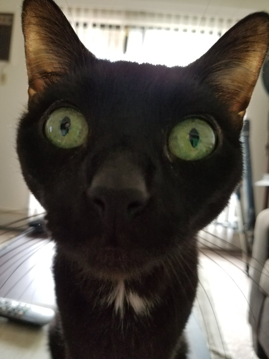 TwoPetSnakes's tweet photo. Face time with my little gentleman Ripley. Right after the jerk drank my water #catsface #sneakthief https://t.co/HhoAc6aOJe