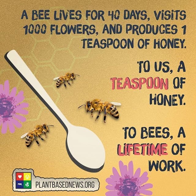 PlantBasedNews's tweet photo. To us a teaspoon of honey, to a bee a lifetime of work. 🐝 https://t.co/1qaRQHp6Rm