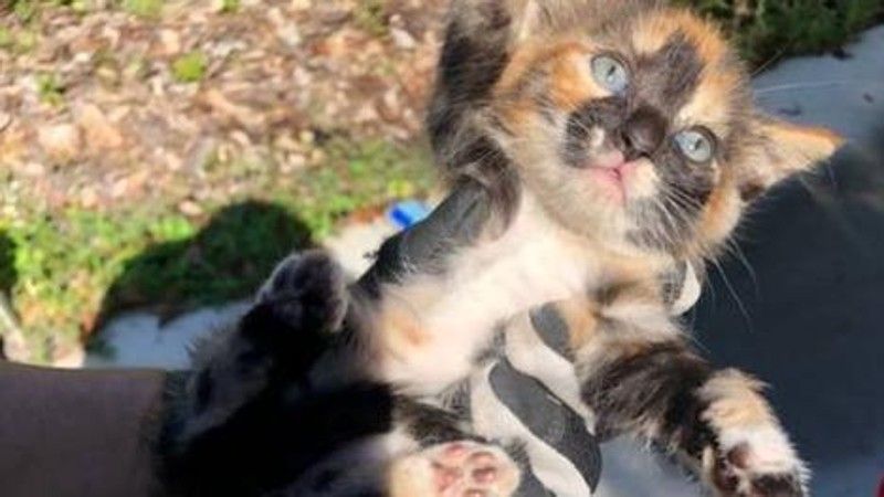 KarmaCache's tweet image. Kittens rescued from engine, bumper of Florida police car buff.ly/2G3DC1W