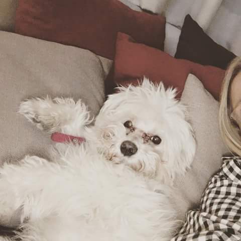 solgdv's tweet photo. Ayuda para encontralo por favor! Se llama Charly, se perdio hoy a las 6 pm en jardines del Pedregal, hay recompensa!! https://t.co/VYMpRGLlAu