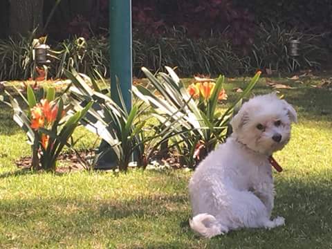 solgdv's tweet photo. Ayuda para encontralo por favor! Se llama Charly, se perdio hoy a las 6 pm en jardines del Pedregal, hay recompensa!! https://t.co/VYMpRGLlAu