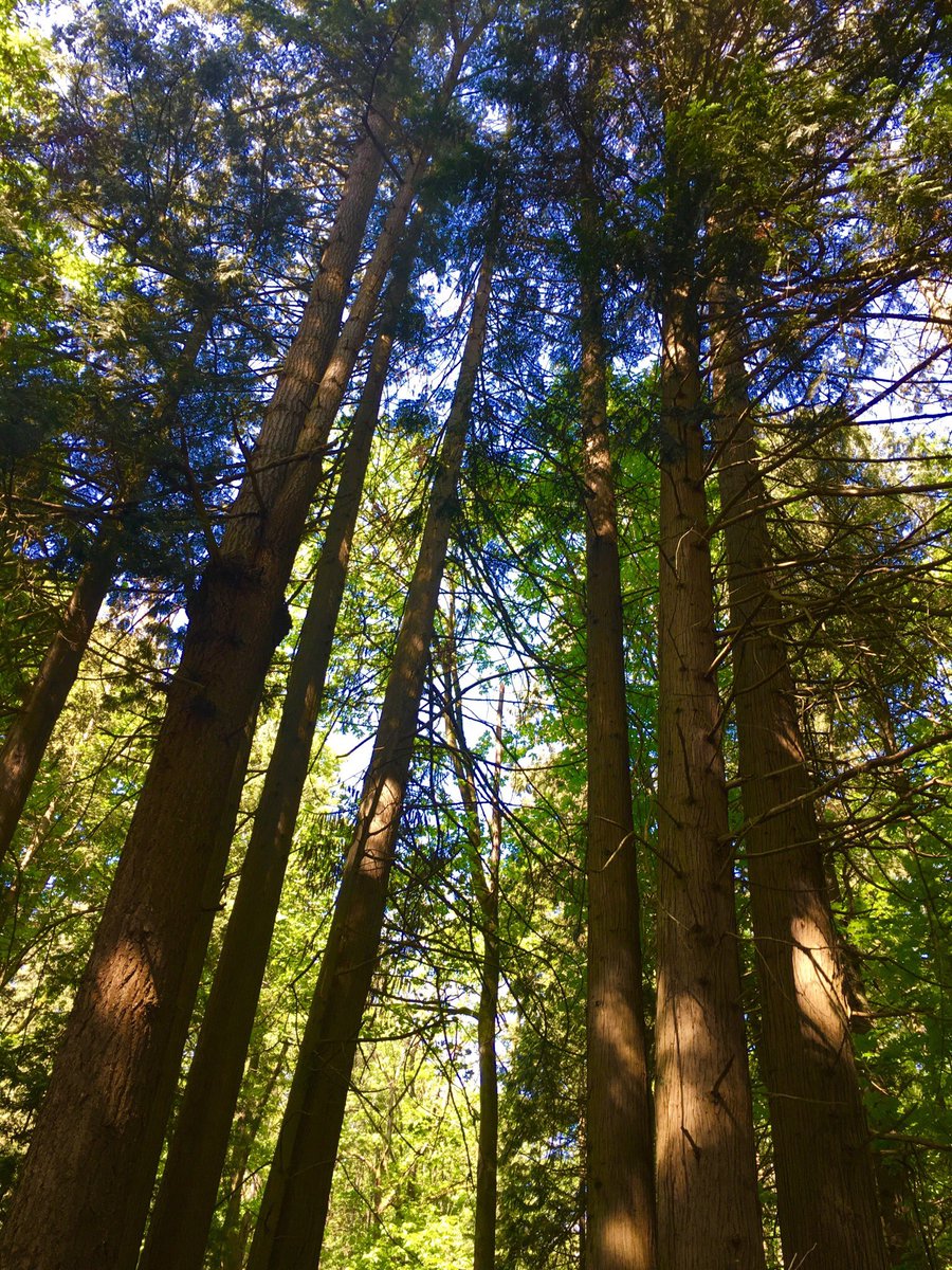 RealLucyDavis's tweet photo. What a glorious day to film in the woods 🎆 https://t.co/6tL8d5efNk