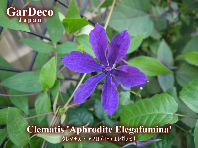 アフロディーテエレガフミナ