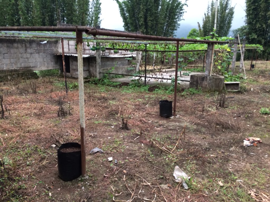 Bulbarelabio's tweet photo. Probáremos una nueva técnica para el sembrado, haber que tal. #bule #gourd #HechoenMexico #seguiremosinformando https://t.co/XrZi8munUT