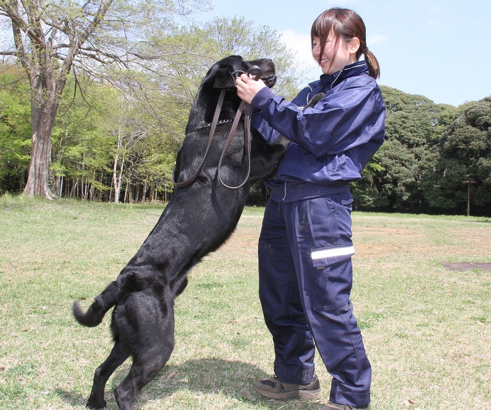 カスタム君 東京税関 犬 が好きな皆様へ 麻犬 の 素顔 をお届けするワン 黄ラブ のルッツ号 二人の時間 を邪魔してゴメンだワン 麻薬探知犬 Dog いぬ わんこ ワンコ レトリバー 甘えん坊 グルーミング ハンドラー 犬好き T