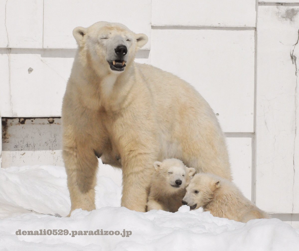 おやびん 地上最強とも言われる ホッキョクグマ 赤ちゃん時代は ほんの一瞬 ホッキョクグマに魅かれたのは このギャップ萌えなのかも ホッキョクグマ シロクマ 二度と撮れない写真を貼れ