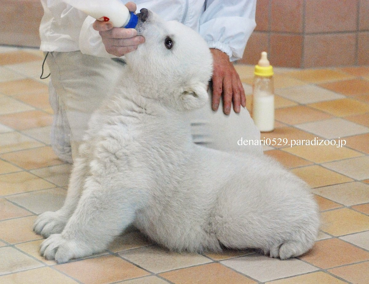 おやびん V Twitter 地上最強とも言われる ホッキョクグマ 赤ちゃん時代は ほんの一瞬 ホッキョクグマに魅かれたのは このギャップ萌えなのかも ホッキョクグマ シロクマ 二度と撮れない写真を貼れ