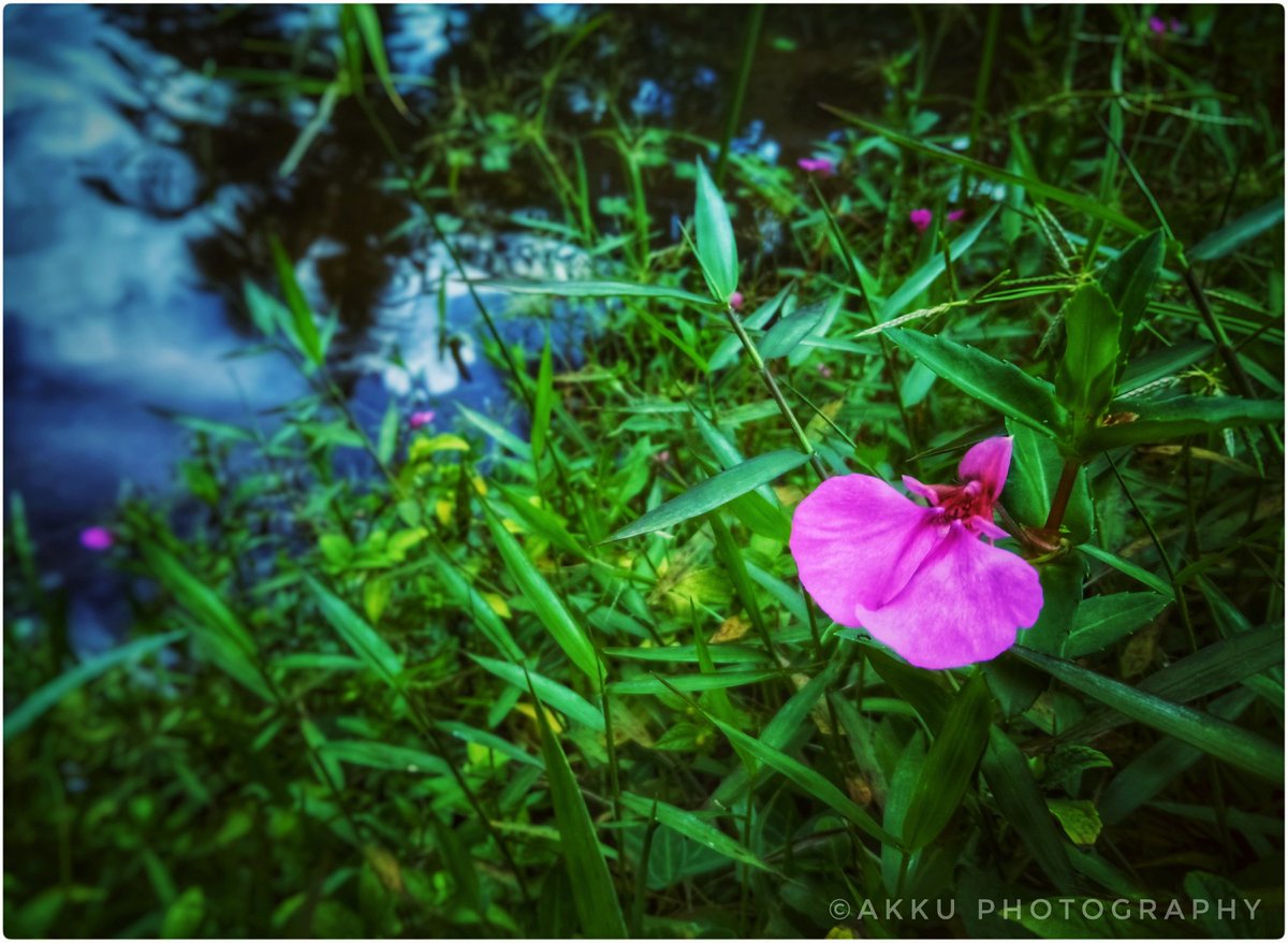 AkshayNoushar's tweet photo. Flower...
Photography🙌📷
.
.
.
.
.
.
.
.
#Photos #photography #mobilephotography #Flowers #snapseed #VSCO #keralaphotography
#macro #mobileclickz https://t.co/Ameb00LnmD