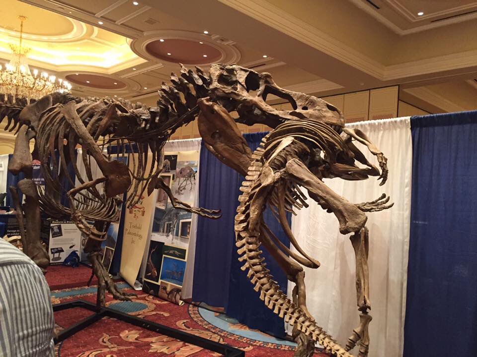 EJR_Paleo_MSc's tweet photo. Another memory from #SVP2016 in Utah for #FossilFriday. Daspletosaurus carrying Avaceratops in its jaws. You have to admire the strength of the neck and jaw muscles of #Daspletosaurus being able to carry such a big animal. #tyrannosaurs #ceratopsians https://t.co/qij5cmVPzz