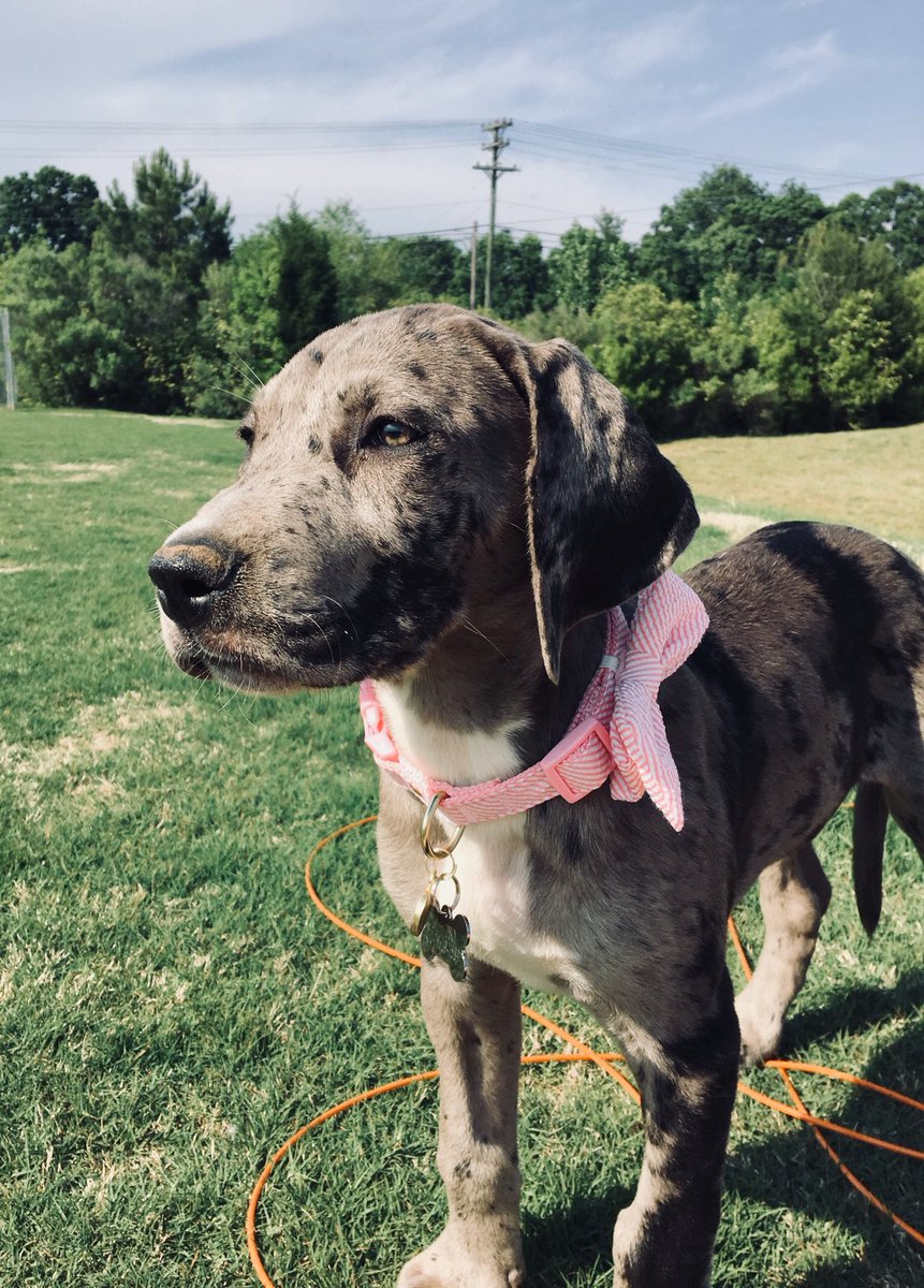_ledonny's tweet photo. Meet Calypso :-) 🌸🌞 https://t.co/EqLRPFn7H3