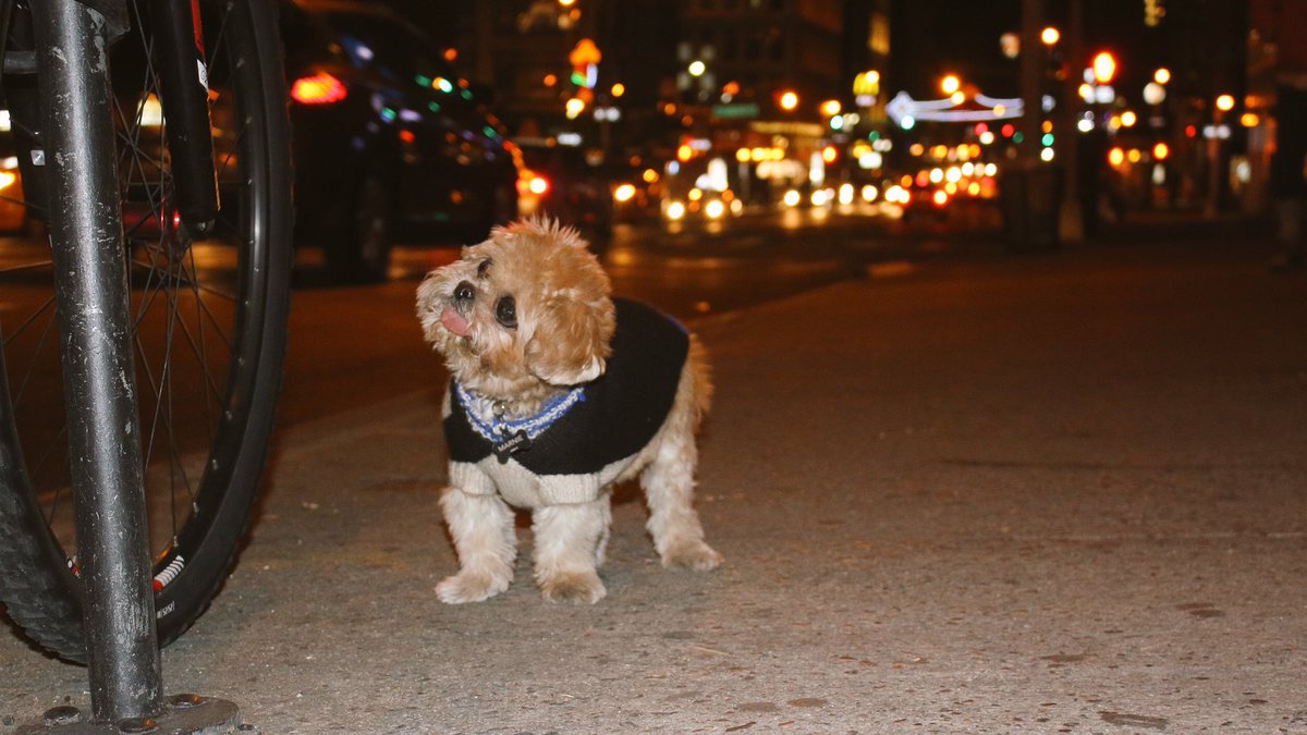 MarnieTheDog's tweet image. ExsqueeZe me which way 2 da club #tbt