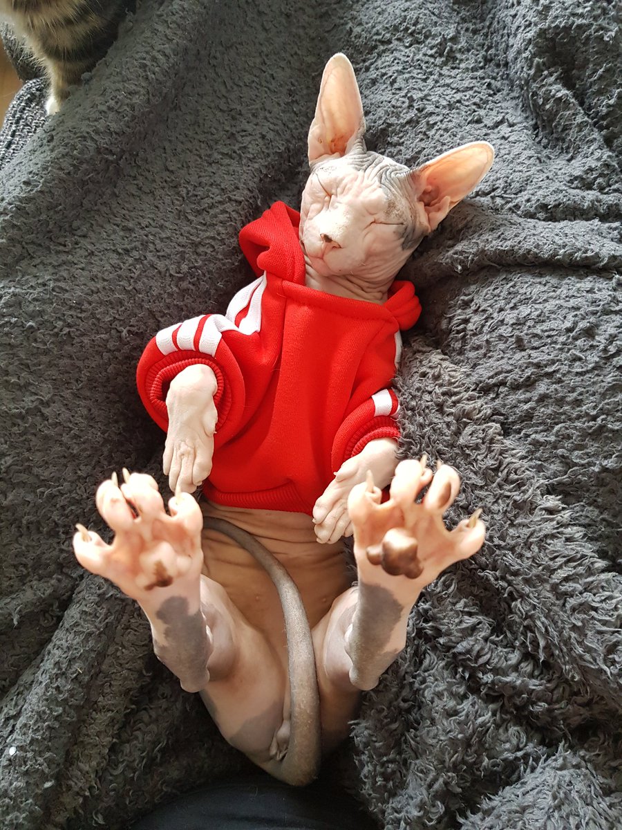 SpikeCrispies's tweet image. Min kat har mere swag end dig! #tocool #adidas #sphynx #nakid