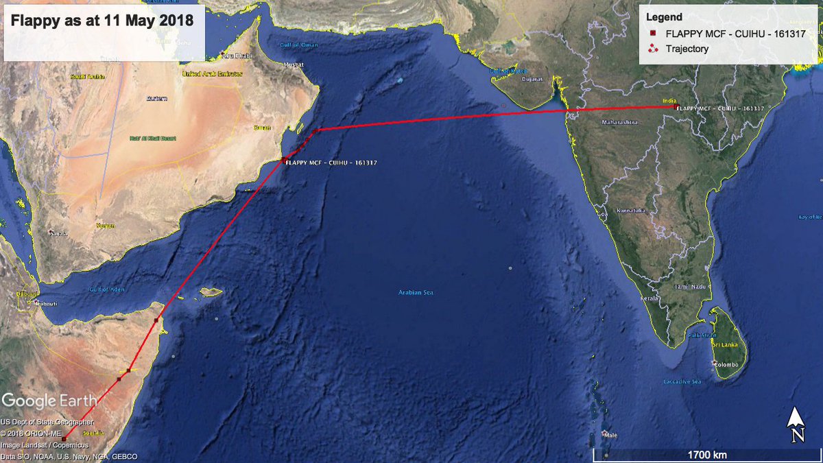 BirdingBeijing's tweet photo. Well, this is just gob-smacking.  Flappy McFlapperson is in India!  It looks as if she's flown an incredible 2,000km in just over 8 hours. If confirmed, that's a speed of almost 250kph!  I am in shock. https://t.co/Ek3OPPJQz9 https://t.co/Go76AiQAlr
