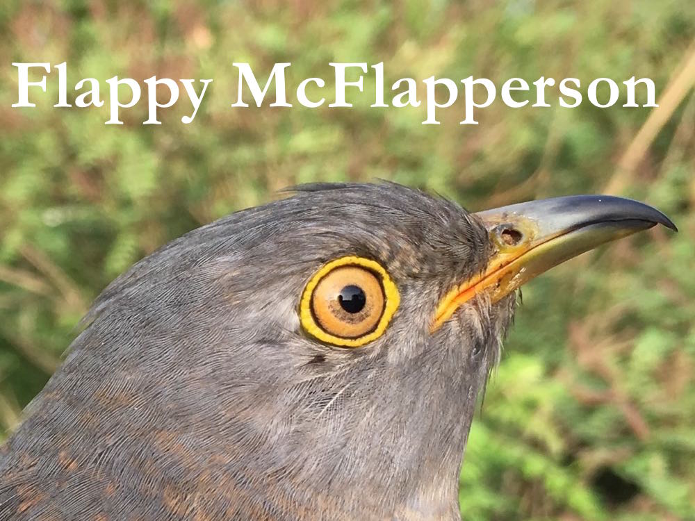 Well, this is just gob-smacking.  Flappy McFlapperson is in India!  It looks as if she's flown an incredible 2,000km in just over 8 hours. If confirmed, that's a speed of almost 250kph!  I am in shock. birdingbeijing.com/flappy-mcflapp…