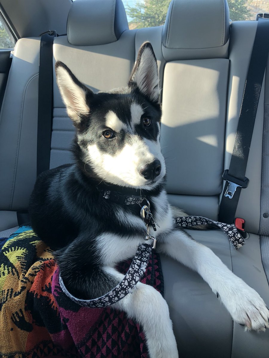 huskymeetsworld's tweet photo. How I started my day vs. how I ended my day #foreveravirgin https://t.co/t9gNYaOEWJ