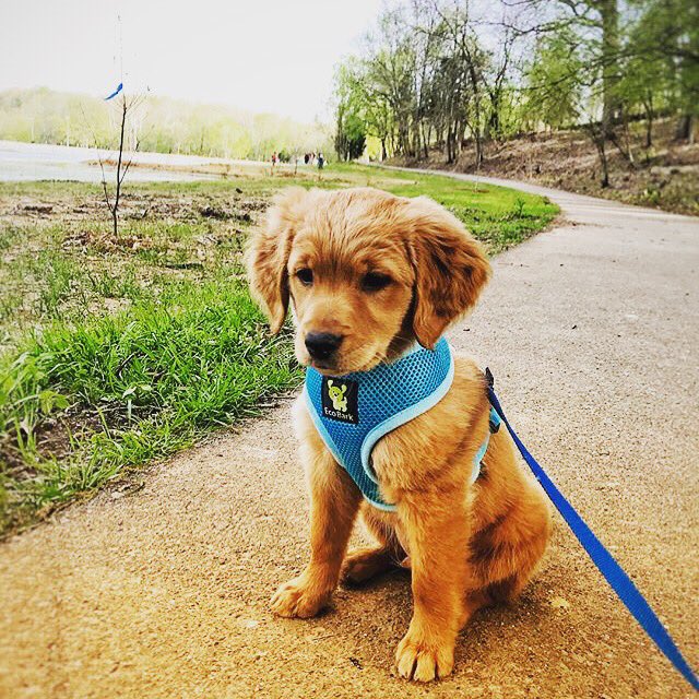 ecobark pet supplies