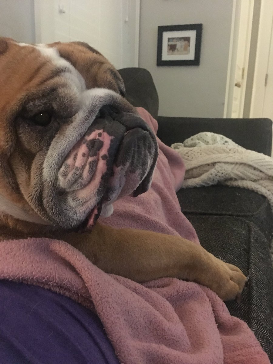 PennyFHurt's tweet photo. Can I help you? #bulldogqueen https://t.co/aX4OH4frKl
