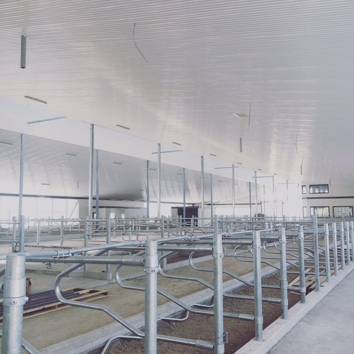 Soooooo close!!!! <a href="/Avonbank_Ag/">Avonbank</a> #browndalefarm