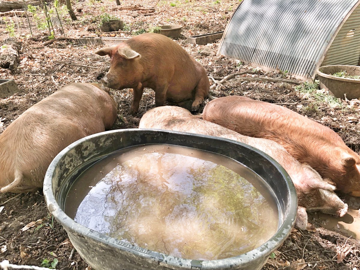 AmaliaMayita's tweet photo. I always make new friends at @bluehillfarm #theluvproject #iloveny #pigsofinstagram #spring https://t.co/PyijGMxOVB