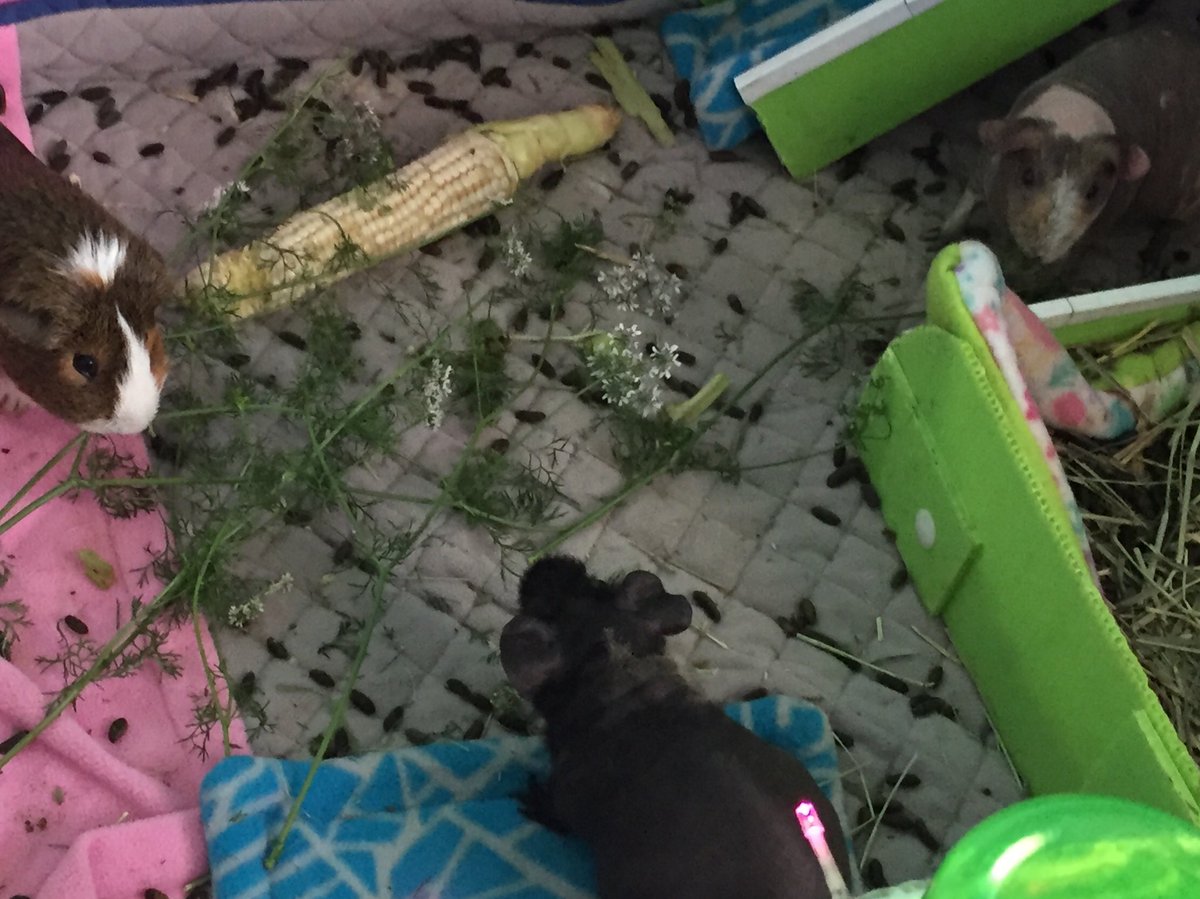 SkinnyPigRiver's tweet photo. The human sort of made up for the 2nd rate corn with the flowering cilantro! https://t.co/dik2mFClys