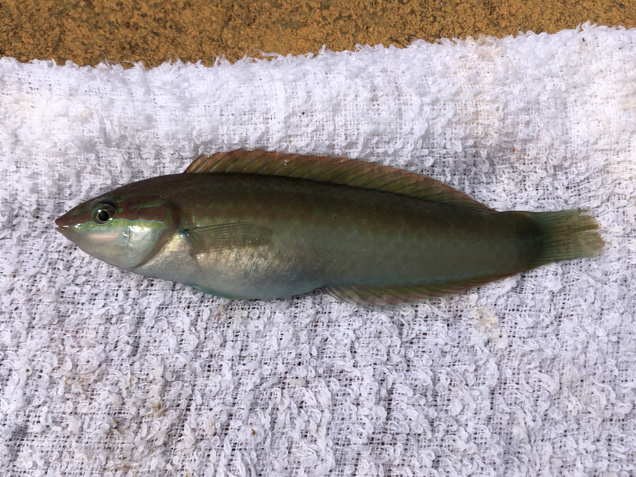 さかな芸人ハットリ 49 300種類目 ホンベラ オスメス揃って釣れました 性転換する魚の１つです オスの鰭がマジで綺麗 300種類の魚を釣るまで自分で釣って調理した魚以外食べないチャレンジ 釣った魚しか食べない T Co Teghrdli4p Twitter