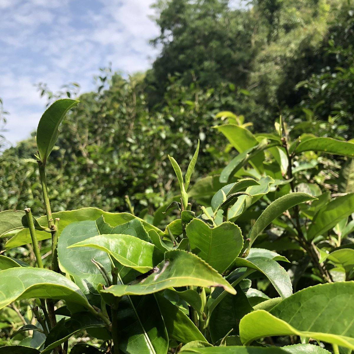white2tea's tweet photo. Forest tea bud after the rain. This tea is destined to be black tea #teabud #teabuds https://t.co/JCFIR0wB5C
