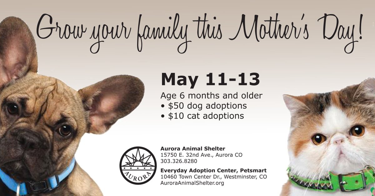 Cat Adoption Animal Adoption Centers Near Me Nearest Animal