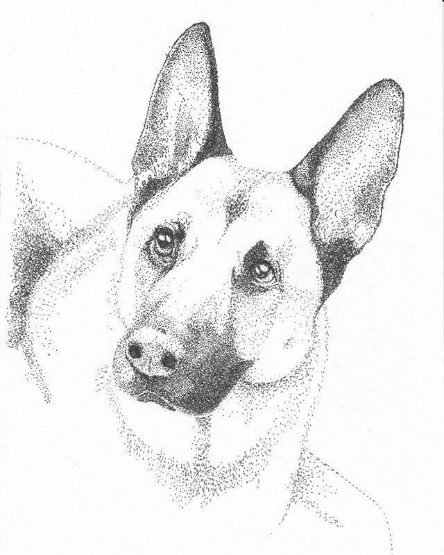 KCGillies's tweet photo. This is sweet Ryder, the second of seven German Shepherds I was commissioned to draw last month. I love drawing birds but it was a great break from a familiar subject, and now I feel motivated to branch out a bit more occasionally 😄
·
·
#pointillism … https://t.co/t2eMHhPxzq https://t.co/4jf7pqCcvo