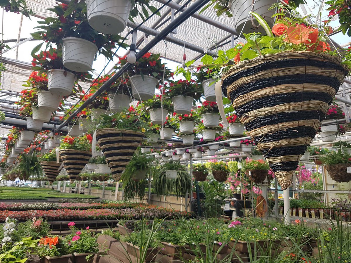 Hanging containers to add a little splash of colour to the front porch! Any other ideas or tips on where to hang planters? #gardeningjoy #gardeningtips