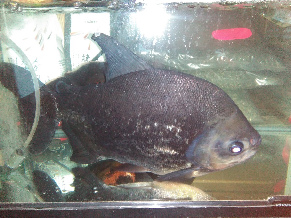 熱帯魚店アクアソルティー A Twitter コロソマ35cm オスカー27cm 処分特価です ネット通販してません 価格は店頭で アクアリウム 大分県 熱帯魚 熱帯魚店アクアソルティー A Twitter コロソマ35cm オスカー27cm 処分特価です ネット通販してません 価格は店頭で アクアリウム 大分県 熱帯魚