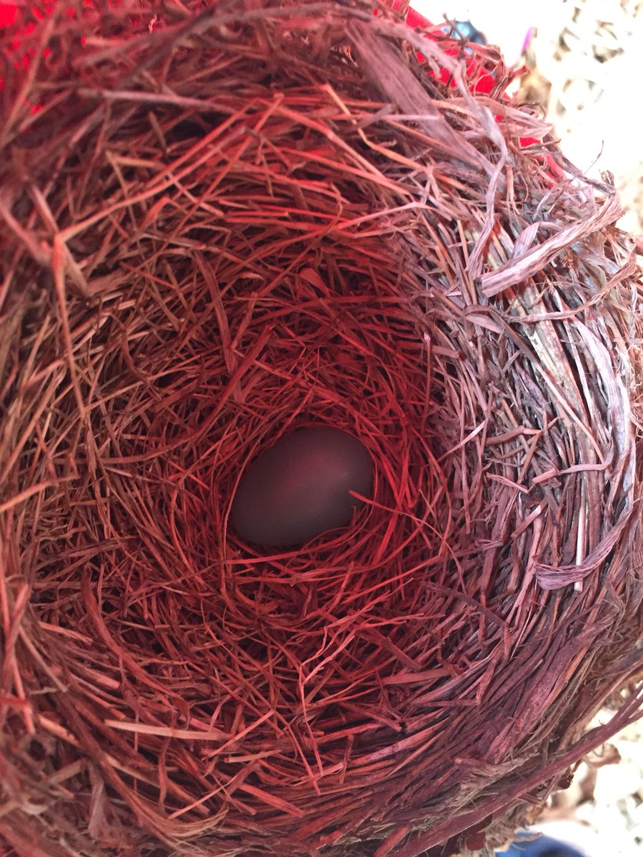 jpettykc's tweet image. We had a robin build a nest under our playground. She laid her first egg today! Been such a neat process watch! The students think we need to start a bird study!