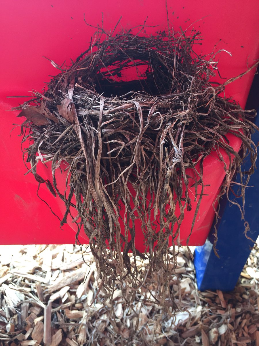 jpettykc's tweet image. We had a robin build a nest under our playground. She laid her first egg today! Been such a neat process watch! The students think we need to start a bird study!