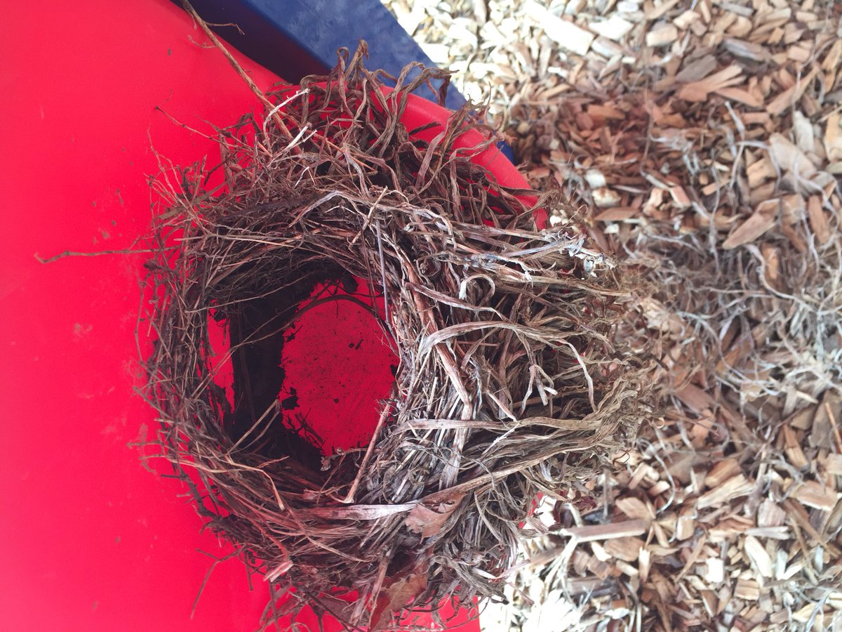 jpettykc's tweet image. We had a robin build a nest under our playground. She laid her first egg today! Been such a neat process watch! The students think we need to start a bird study!