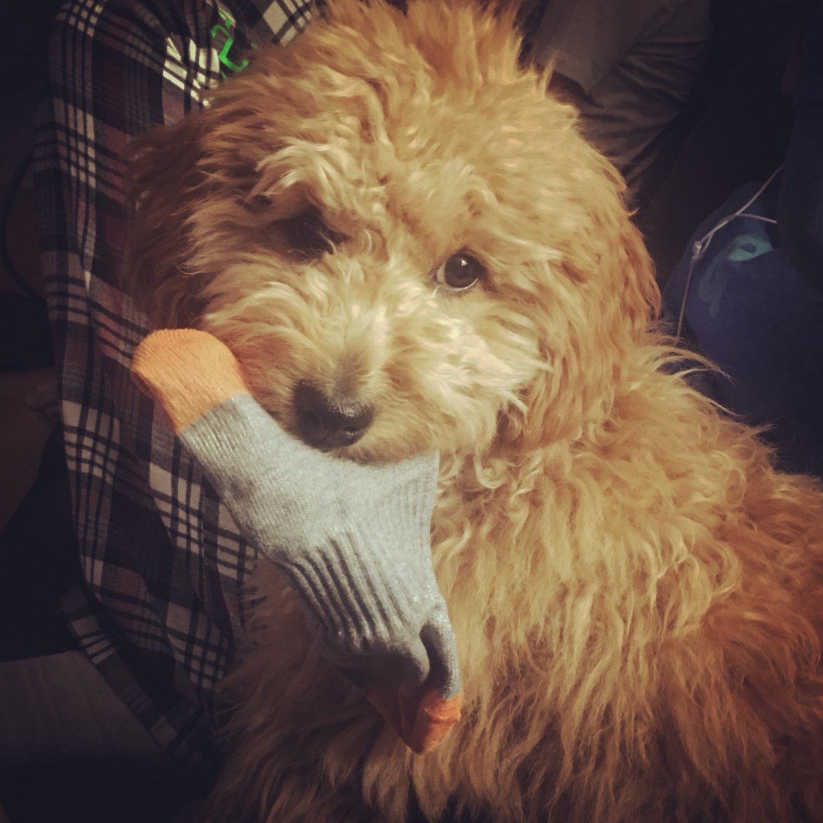 Sock?! What sock?! It wasn’t me. #minigoldendoodle #goldendoodle #puppy #puppylove #play