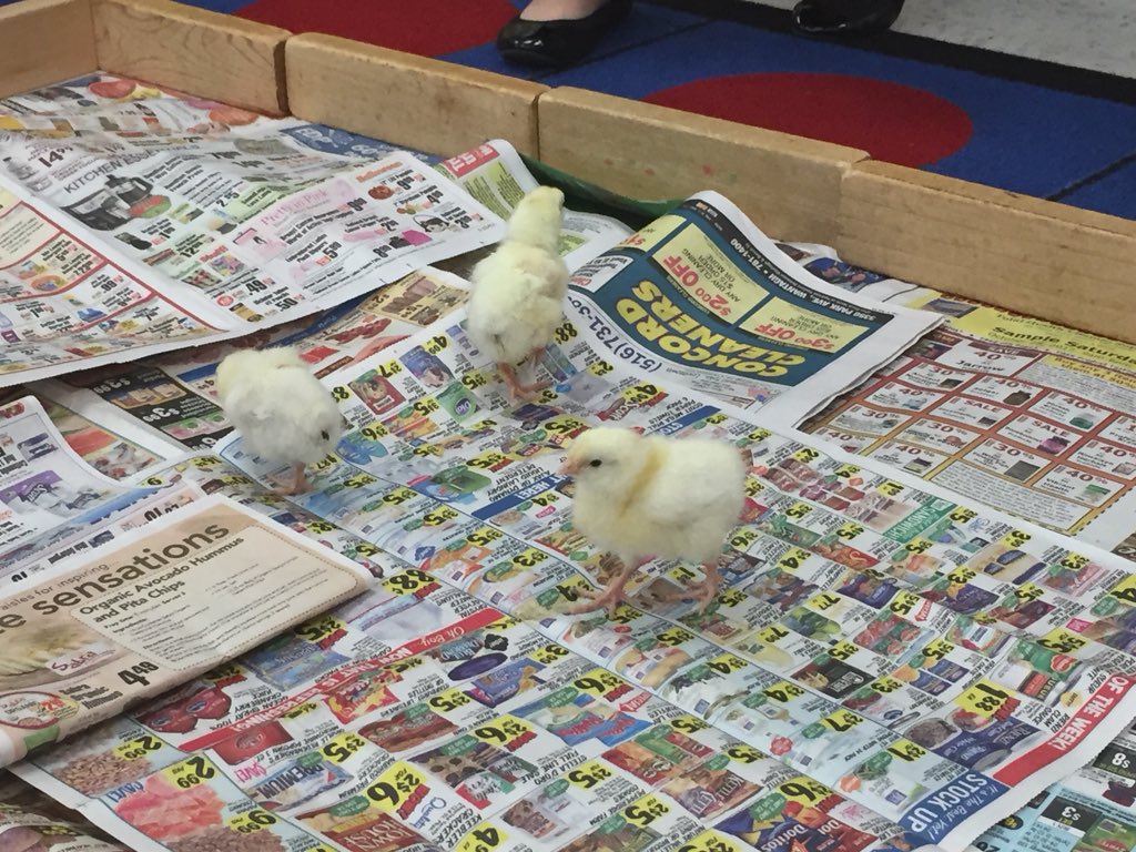 cn6rob's tweet photo. Taking our newly hatched chicks out for some play time!@ForestLakeWsd https://t.co/lbFsDe1y3z
