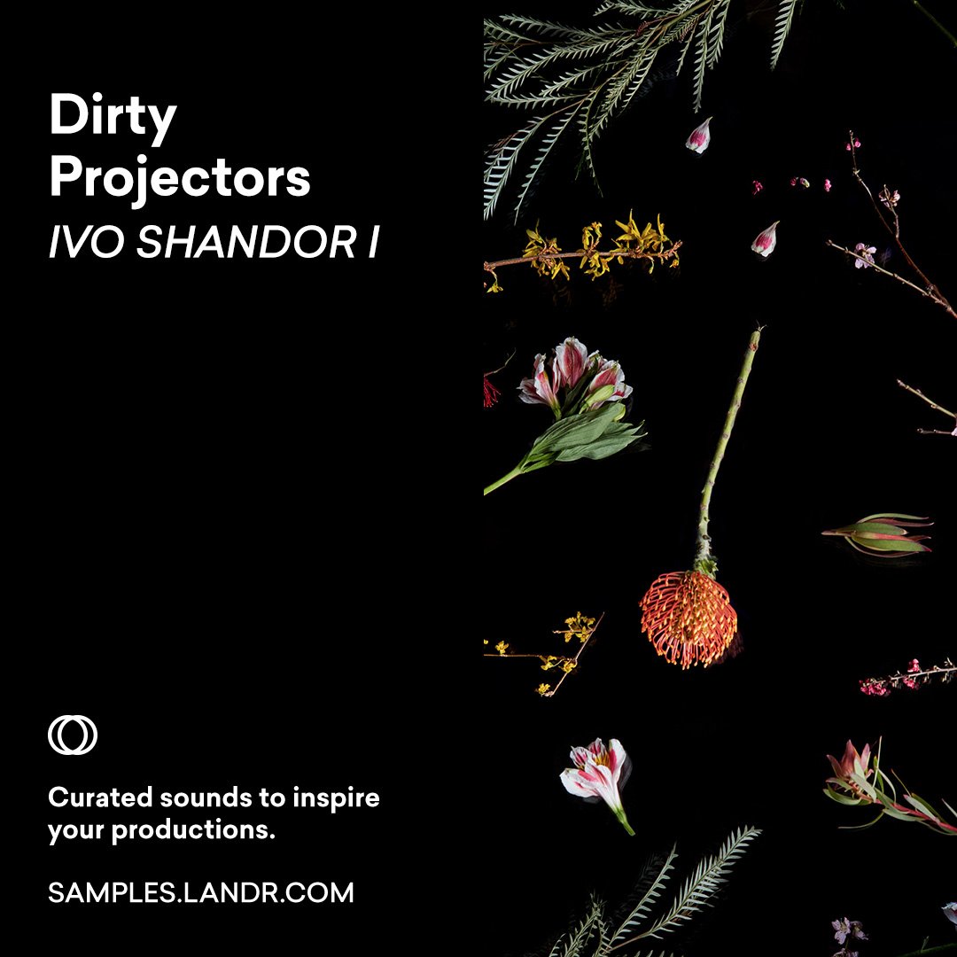 DirtyProjectors's tweet photo. Check out the Ivo Shandor sample pack, live on @LANDR_music now: https://t.co/mv9NsxJYtI https://t.co/y9WLGpKE2i