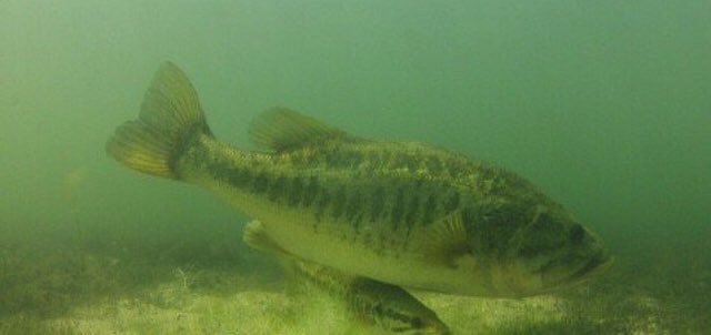 It’s early #FF time...
<a href="/firequeen911/">Hustlin' for a Homestead 🍀❤🤠❤🇺🇲❤🎣</a> 
<a href="/FishNFocus/">WorkN FoCuS🎣🇺🇸</a> 
<a href="/BassCamo/">Bass Camo Apparel</a> 
<a href="/DwayneMcguire3/">Dwayne Mcguire</a> 
<a href="/LimeyBasstard/">David Cook 🇨🇦🇨🇦🇨🇦🇨🇦🇨🇦🇨🇦🇨🇦</a> 
<a href="/Line_Cutterz/">Line Cutterz,  LLC.</a> 
<a href="/MontanaGear/">Slug11</a> 
<a href="/Tyleritchie95/">Tyler Ritchie</a> 
<a href="/Carrotstix13/">CARROT STIX</a> 
<a href="/Barfa_ganoush/">Jeff Signor</a> 
@TeamBailes7 
<a href="/kv198champion/">Kevin Vaughan</a> 
@FishAndLearn 
<a href="/CremeLures/">Creme Lure Co.</a> 
<a href="/SchreckTrent/">YakFish'N</a> 
<a href="/YourFishin_Pics/">YourFishin_Pics</a> 
<a href="/justcreyzy/">DirtPrincess</a>