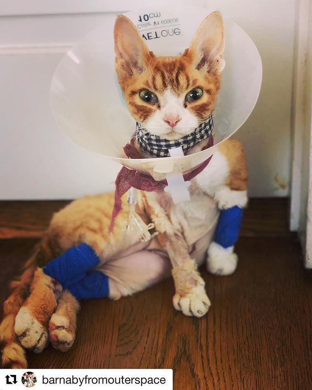 SimplySphynx's tweet photo. Darling @barnabyfromouterspace has been readmitted to the hospital, but he is doing better!  Please help if you can with his vet costs, The link to his go fund me is in his profile. @barnabyfromouterspace #devonrex #devonpest #hellofromthedevonside #devo… https://t.co/KoIG8UQ4qw https://t.co/21hAlD7UAj