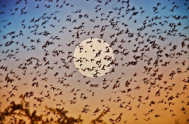 The second weekend of every May is celebrated as #WorldMigratoryBirdDay to highlight the need for conservation of migratory birds and their habitats. Millions of RosyStarling migrate to India every winter. You will be mesmerised by their murmuring youtu.be/RAEmKOJ8pZg.