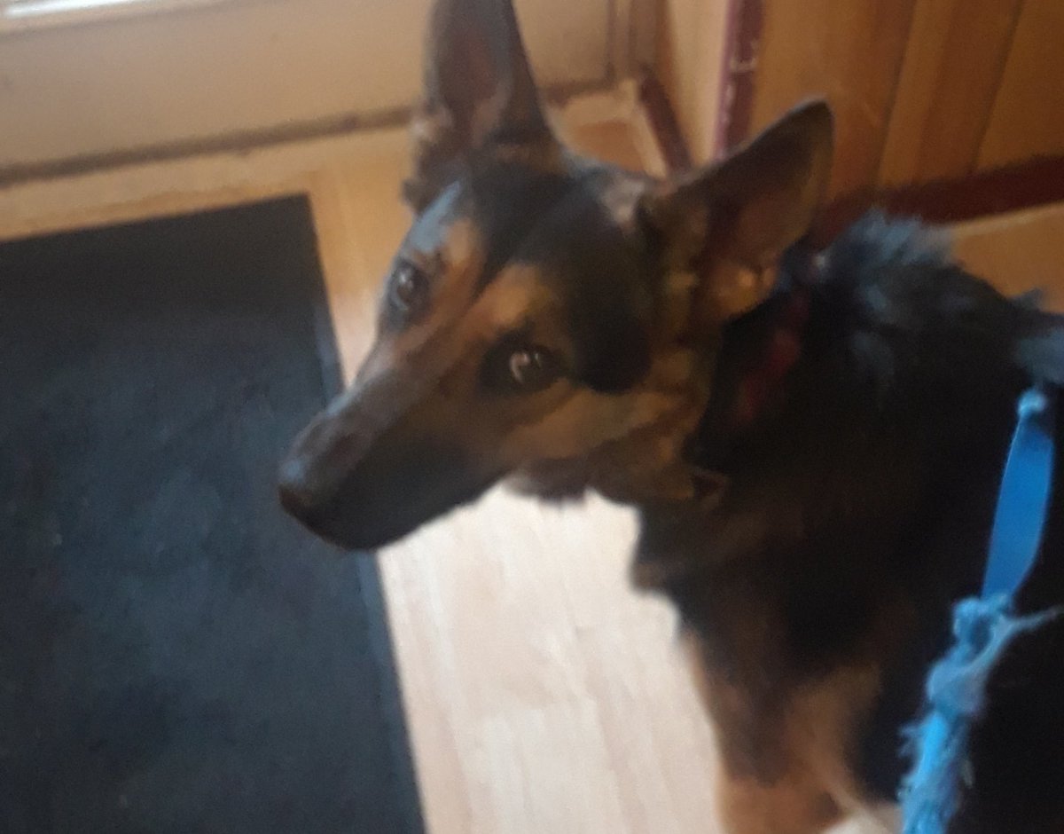 RyanScottSimps2's tweet image. #PetNetwork #VIPpetCare.com
Great Service Pet Love. Thankyou.#DodgerDog