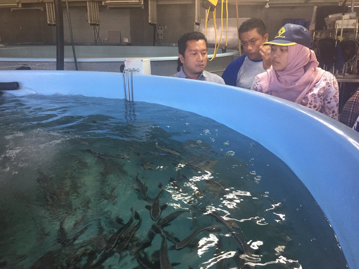paulemcshane's tweet photo. Cobia culture Bribie Island Research Centre. Opportunities for Indonesia @AustraliaAwards Indonesia @BudidayaKKP 🇦🇺🇲🇨🦐🐟 https://t.co/P96pcj0uBQ