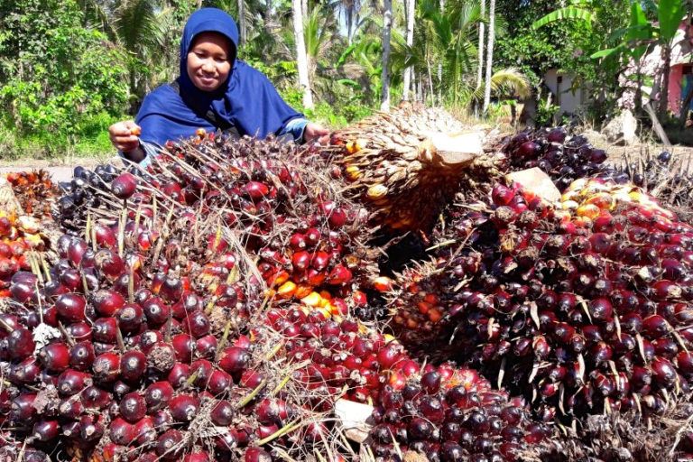 MongabayID's tweet photo. Sejumlah lembaga dari Eropa, mengatakan industri sawit telah terbukti berkontribusi terhadap deforestasi. Meskipun begitu, mencari minyak nabati pengganti sawit juga bukan pekerjaan mudah.  lalu? https://t.co/T3gTVxC7qB https://t.co/enUnFgmnGI