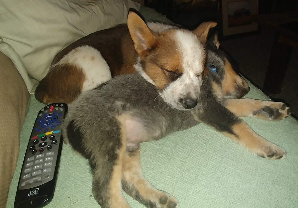 epc19111's tweet image. 