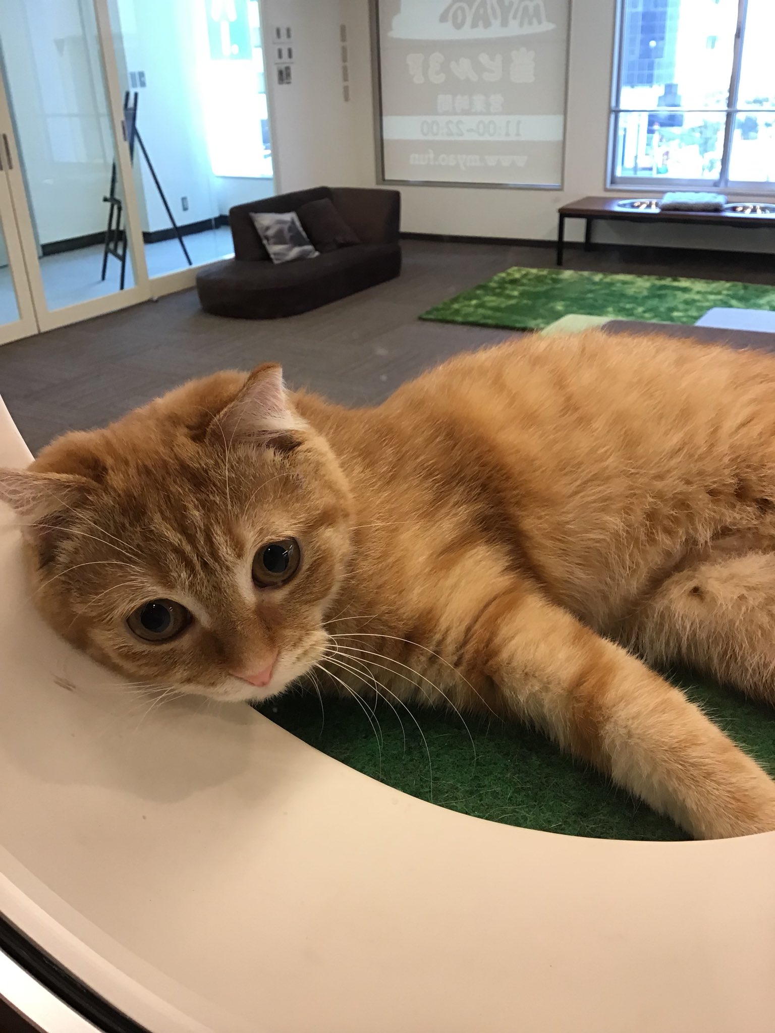 猫カフェMyao On Twitter: "猫カフェMyao11時オープンです 今日も元気にねこちゃんはお客様をお待ちしております(=^Ω^=) #猫カフェMyao  #猫カフェ #千葉市内 #千葉中央 #千葉駅 Https://T.co/Tsqehewwgx" / Twitter