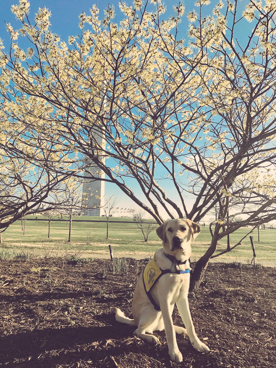PuppyNadav's tweet photo. Everyone says, “I could never give a puppy up.” You could. You would. If you could see how a #ServiceDog brings dignity to veterans by becoming a teammate, a friend, a connection to others

https://t.co/gduqmKvZK2 

Won’t you consider raising a puppy like me? #WeAreIndependence https://t.co/BRZkRL4STX
