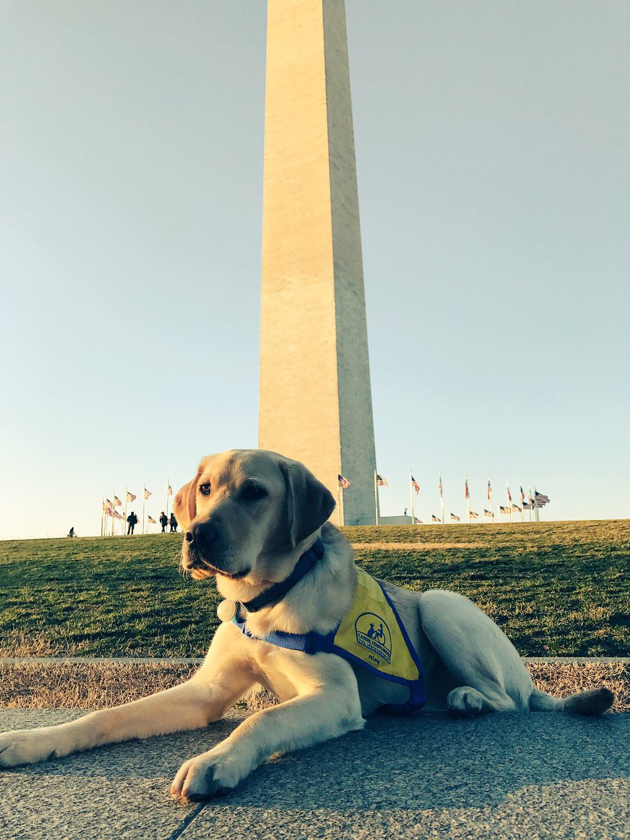 PuppyNadav's tweet photo. Everyone says, “I could never give a puppy up.” You could. You would. If you could see how a #ServiceDog brings dignity to veterans by becoming a teammate, a friend, a connection to others

https://t.co/gduqmKvZK2 

Won’t you consider raising a puppy like me? #WeAreIndependence https://t.co/BRZkRL4STX