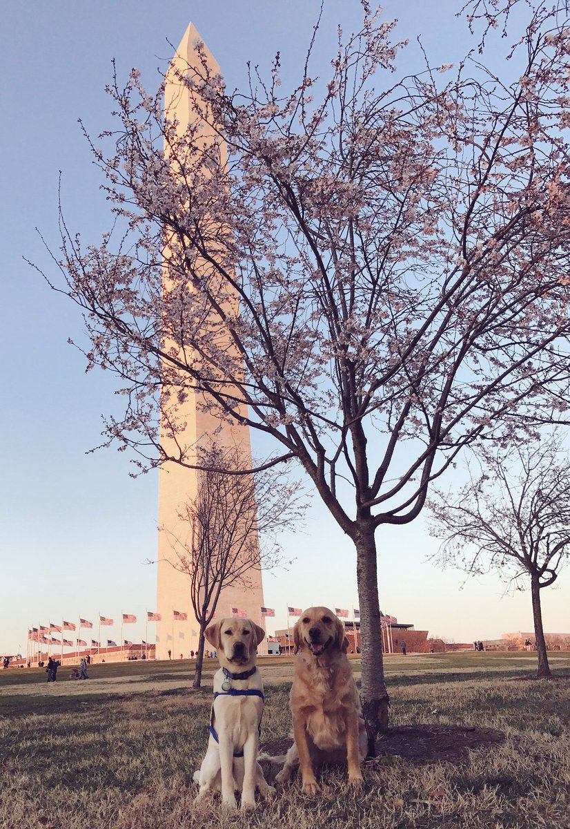 PuppyNadav's tweet photo. Everyone says, “I could never give a puppy up.” You could. You would. If you could see how a #ServiceDog brings dignity to veterans by becoming a teammate, a friend, a connection to others

https://t.co/gduqmKvZK2 

Won’t you consider raising a puppy like me? #WeAreIndependence https://t.co/BRZkRL4STX