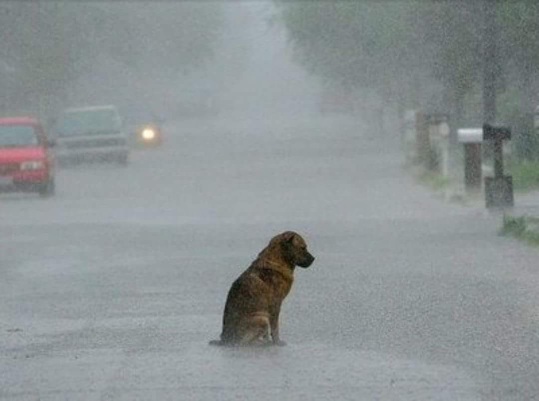 mebolcomba's tweet photo. "En algún lugar bajo la lluvia, siempre habrá un perro abandonado que me impedirá ser feliz"😔 https://t.co/FSxysbtz9A